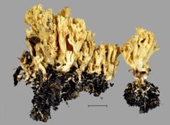 Ramaria